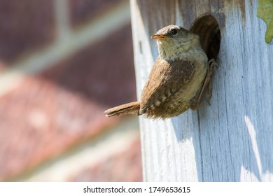 Close-up Of A Wren (Troglodytes Troglodytes). Beautiful Adult Garden Bird Perched On A Home-made Nest Box In The UK.