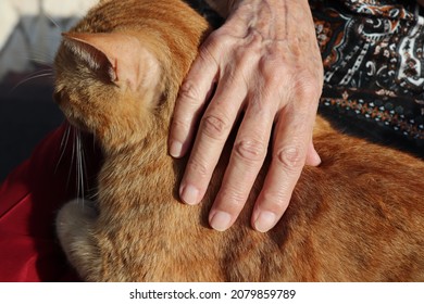 Closeup of wrinkled woman hand resting on the neck and back of a ginger tabby cat. Patting Caressing a dozing cat. Arteries and knuckles.