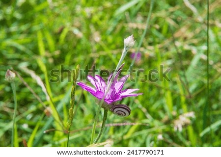 close-up: xeranthemum purplish tubular flower with a snail captured sidewise Stock photo © 