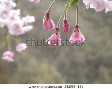 Close-up of Yae Beni Shidare (cherry blossom) flowers.      Stock photo © 