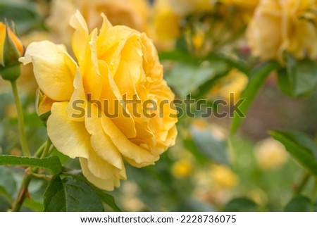 Closeup of Yellow Absolutely Fabulous Rose with Selective Focus
