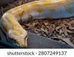 Closeup of the yellow albino Burmese python
