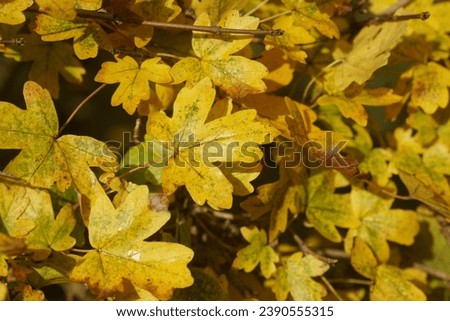 Closeup yellow autumn leaves of a hedge of field maple (Acer campestre). Dutch garden. November, Netherlands