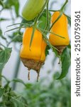 Close-up of Yellow Bell Peppers with Blossom End Rot in a Greenhouse