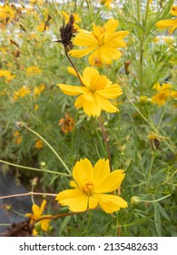 Close-up  Yellow  Bight Color Flowers, 