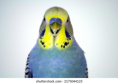 Closeup Of A Yellow And Blue Parakeet