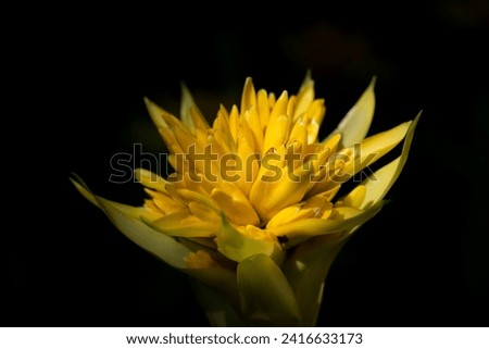 Close-up of yellow bromeliads flowers blooming with natural light in the tropical garden on a dark background and vignetted. 