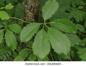 Closeup Of A Yellow Buckeye Leaf