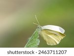 Close-up of a yellow butterfly, a small cabbage white (Pieris rapae), sitting on your green leaf. There is space for text in the background.