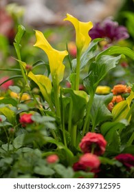 Close-up of yellow calla lilies surrounded by vibrant blooms at Wondrous Bloom Exhibition in Rayong, Thailand, on June 1, 2025.
