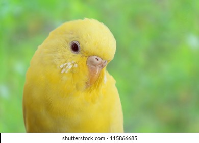 Closeup Yellow Canary Bird