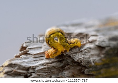 Close-up of a yellow caterpillar