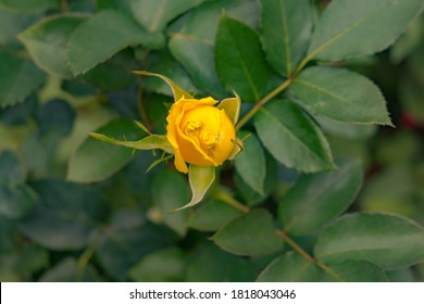 Nahaufnahme von gelber, geschlossener Rosenblüte. Eine gelbe Blume Kopf in einem Garten im Cameron-Hochland, Malaysia. Detaillierte Abbildung der Blume der Liebe. Ein Valentinstag-Geschenk