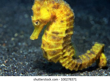Close-up of a Yellow Common Seahorse (Hippocampus Taeniopterus), Lembeh Strait, Indonesia