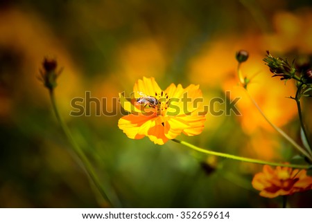 Similar – Schwebefliege im orangenem Mohn