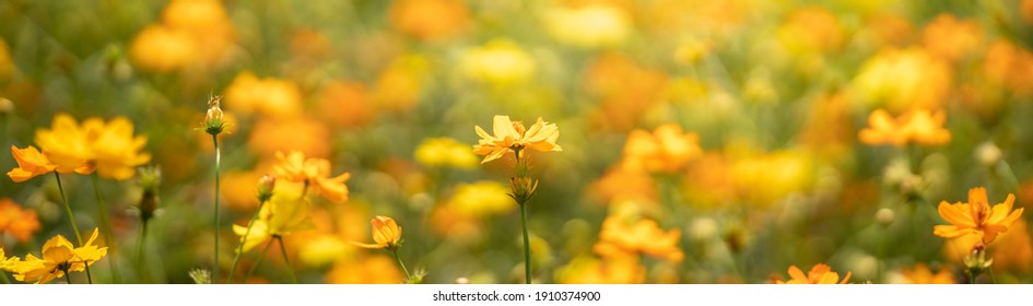 Closeup of yellow Cosmos flower on blurred green background under sunlight with copy space using as background natural flora landscape, ecology cover page concept.