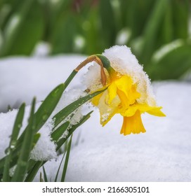 Nahaufnahme von gelben, dicken Blumen im Schnee