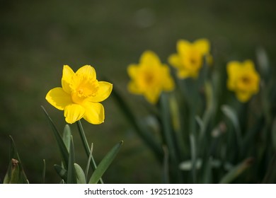 Closeup of yellow daffodils flowers in a public garden