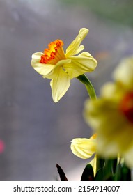 Closeup of yellow daffodils with homogeneous background