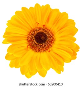 Close-up yellow daisy flower isolated on white background