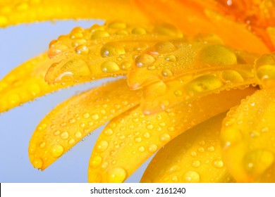 Closeup of yellow daisy with water droplets Stock Photo