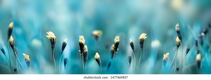 Close-up yellow Dandelion flowers on the summer meadow field. Soft blue nature floral panoramic background