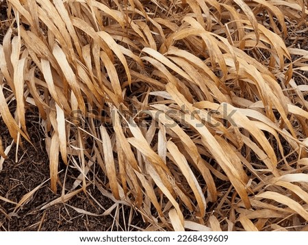 Closeup of the yellow dried winter grass Hakonechloa macra Nicolas Japanese Forest Grass.