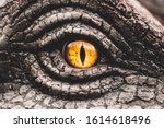 Closeup yellow eye of the dinosaurs with terrifying. Dinosaur hunters are staring with horrible yellow eye. Dinosaur eye.