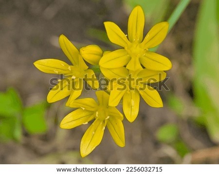 Closeup of yellow eyed grass  flowers,selective focus  - Sisyrinchium californicum