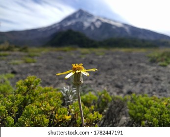 Closeup Of Yellow Flower And In The Background The Volcano Lanín. Neuquen Province, Patagonia Argentina.