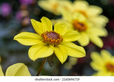 Closeup Of Yellow Flower Echinacea Sombrero
