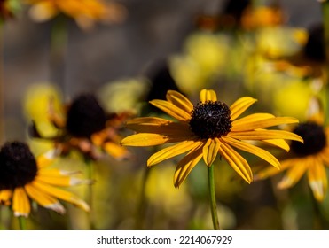 Close-up of the yellow flower on a black-eyed susan plant that is growing in a flower garden on a cold sunny day in October with a blurred background. - Powered by Shutterstock