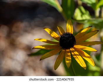 Close-up of the yellow flower on a black-eyed susan plant that is growing in a flower garden on a cold sunny day in October with a blurred background. - Powered by Shutterstock