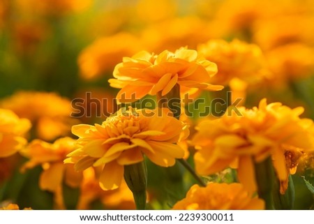 Closeup of yellow flower on blurred background under sunlight with copy space using as background natural flora landscape, ecology cover page concept.