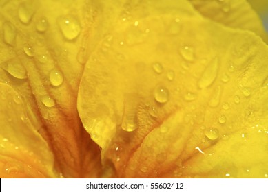 Close-up Of Yellow Flower Pedals With Water Drops On Top.