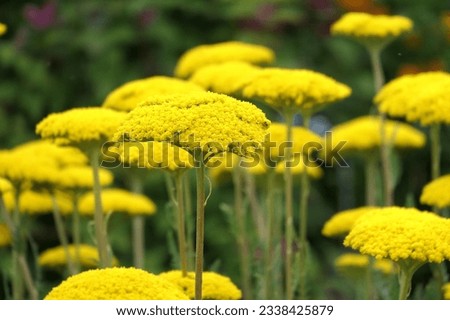 Closeup of the yellow flowering herbaceous perennial garden plant achillea filipendulina parker's variety.