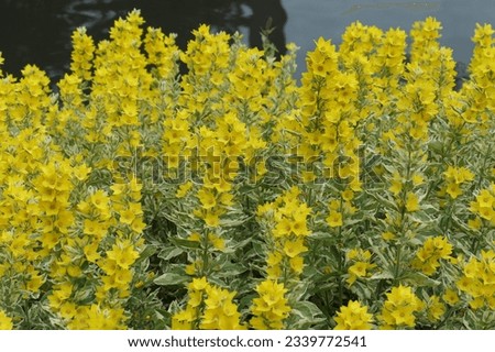 Closeup of the yellow flowering herbaceous perennial garden plant with green and cream white variegated leaves lysimachia punctata alexander or Loosestrife.