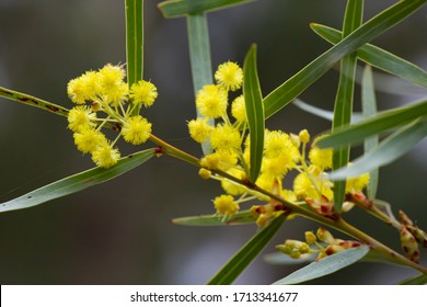 Australian Acacia Images Stock Photos Vectors Shutterstock