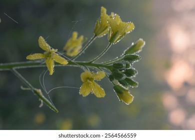 Close-up of yellow flowers with dewdrops, surrounded by soft light and a blurred natural background. - Powered by Shutterstock