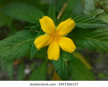 Close-Up of yellow Flowers: A macro shot of yellow flowers showcasing their vibrant colors and intricate details. Ideal for botanical and nature-inspired projects.

 - Powered by Shutterstock