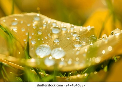 closeup from a yellow gingko leaf with water drops in autumn on the green lawn - Powered by Shutterstock
