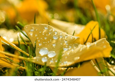 closeup of a yellow gingko leaf with water drops in autumn on the green lawn - Powered by Shutterstock