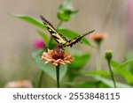 A close-up of a yellow Glaucus sailboat (Papilio glaucus) butterfly resting on a flower