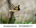 A close-up of a yellow Glaucus sailboat (Papilio glaucus) butterfly resting on a flower