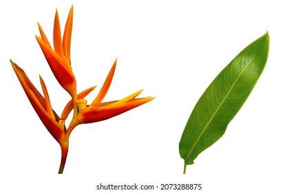 Closeup, Yellow Heliconia psittacorum or bird of paradise flowers blossom blooming and green leaf isolated on white background for stock photo or advertising desing. houseplant, spring, pattern,