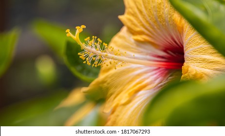 Nahaufnahme einer gelben Hibiskusblüte hinter grünen Blättern. Ein Strauß von Hibiskus-Blütenblättern in einem Garten im Cameron-Hochland, Malaysia. Detaillierte Abbildung der malaysischen Blume
