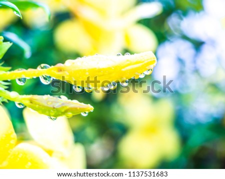 Close Up Of A Yellow Jasmine With Rain Droplets On It Close Up Of A Yellow Jasmine With Rain Droplets On It