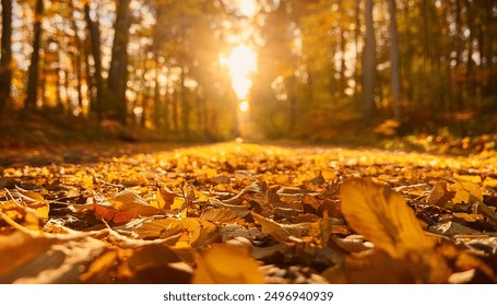 Close-up of yellow leaves in a tranquil Swedish forest path covered in autumn leaves, golden light filtering through the trees. - Powered by Shutterstock