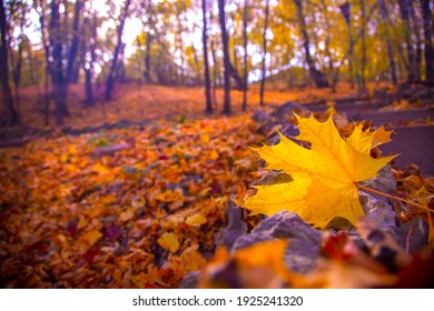 Close-up of a yellow maple leaf in the bright rays of the autumn sun