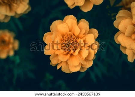 Close-up of yellow marigold flowers blooming in the garden with natural soft sunlight on a dark background and vignetted.